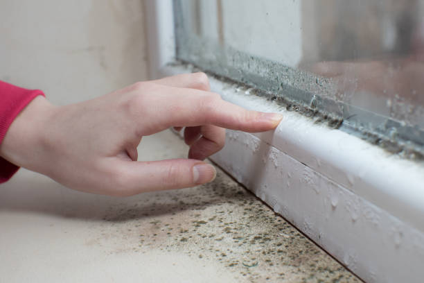 Best Mold Odor Removal Services  in Harsville, RI